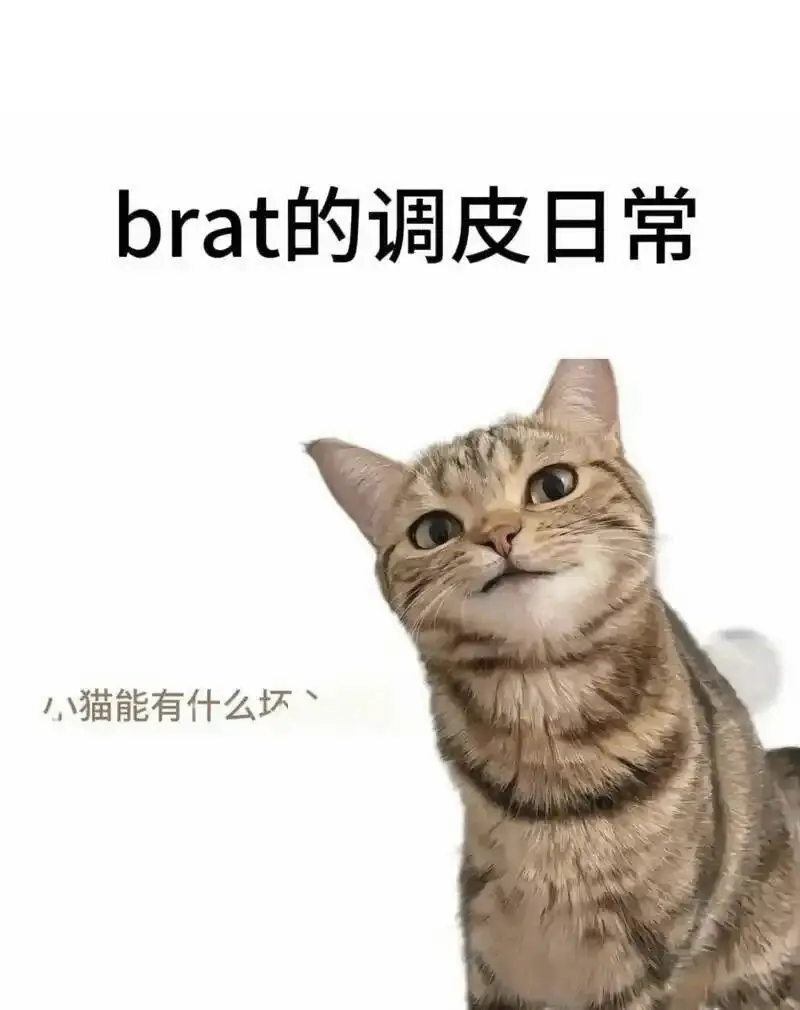【西檬之家】s属性：字母圈新人如何理解自己的角色？